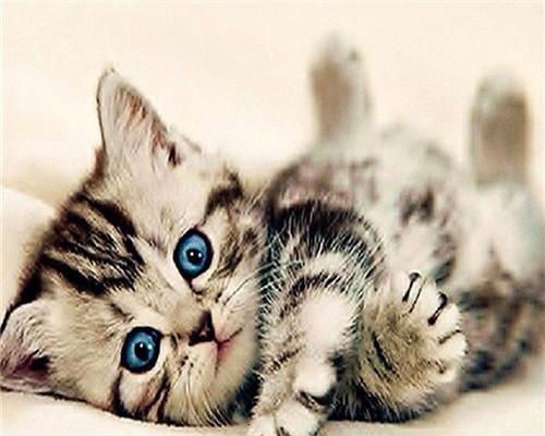 Chat mignon, peindre par numéros
