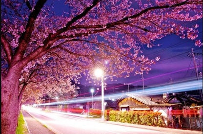 Sakura – Peinture au numéro Vue nocturne