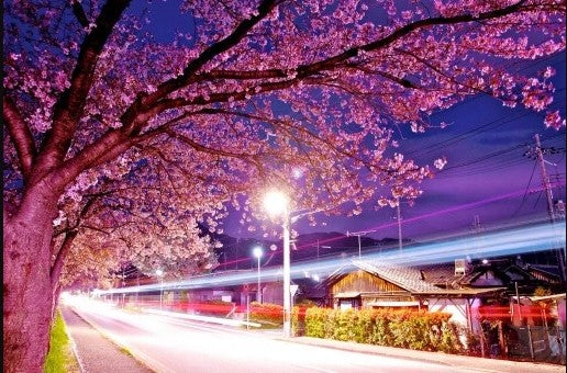 Sakura Night View Paint by Numbers