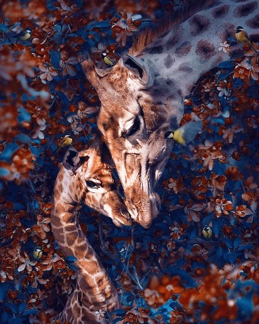 Deux cerfs sika