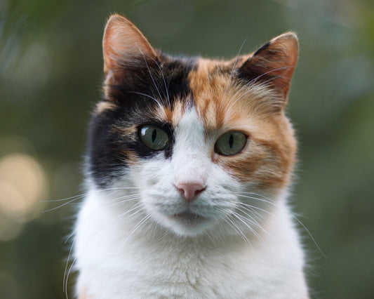 Kaliko-Katze Peinture par numéros