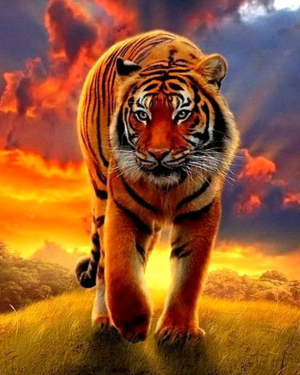 Tiger at Sunset Paint by Numbers
