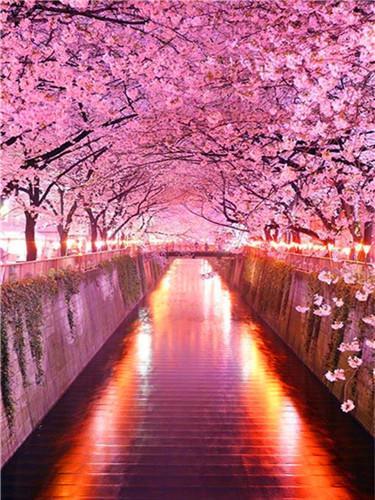 Sakura-Passage Peinture par Numéros