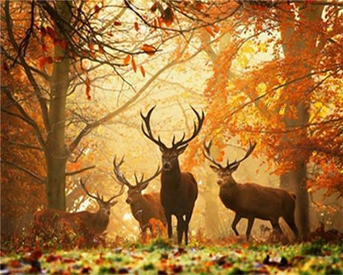 Sika Deer Paint by Numbers