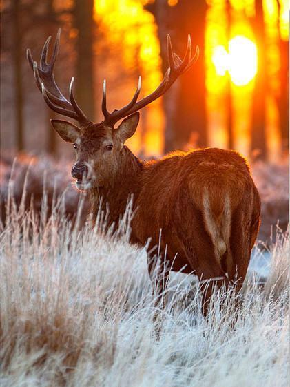 Sika cerf Peindre par numéros