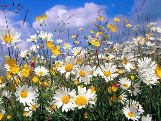 Little Daisy Paint by Numbers