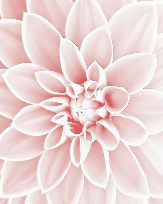 Fleur peinture par numéros