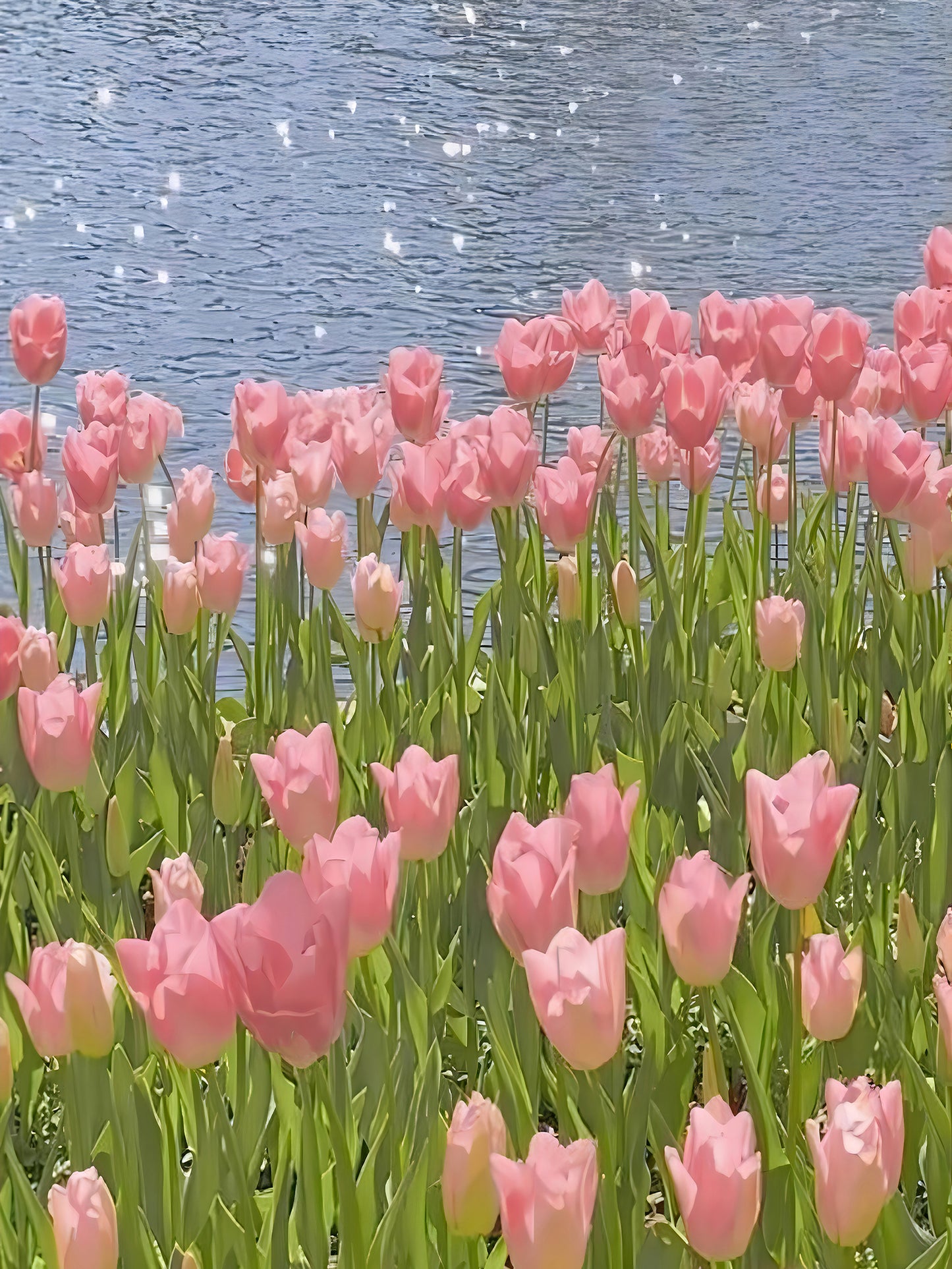 Vase de tulipes Peinture par numéros