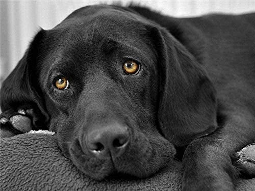 Peinture de chien noir par numéros