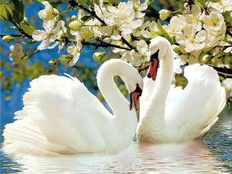 Cygne Peinture par numéros