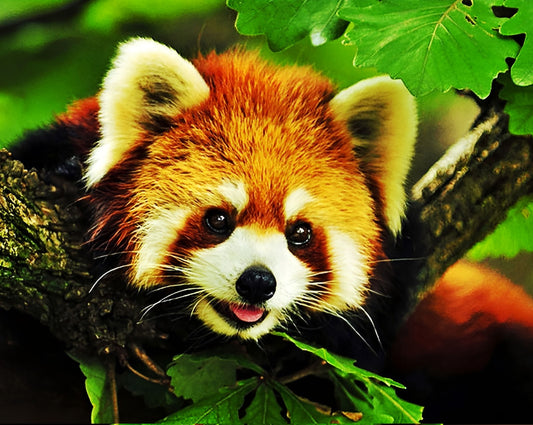 Waschbär Malen nach Zahlen