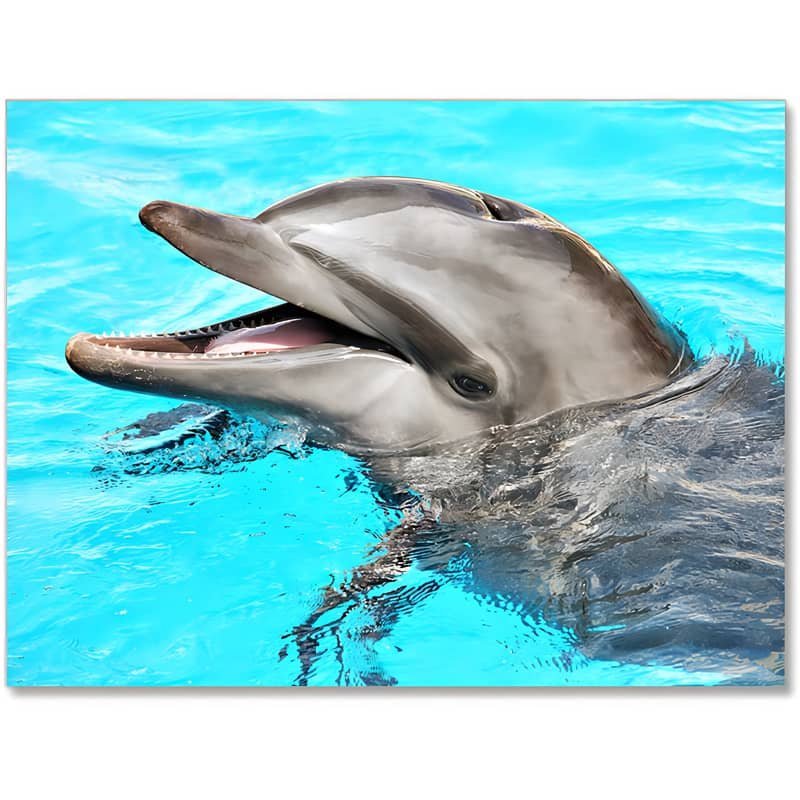 Dolphin Paint by Numbers