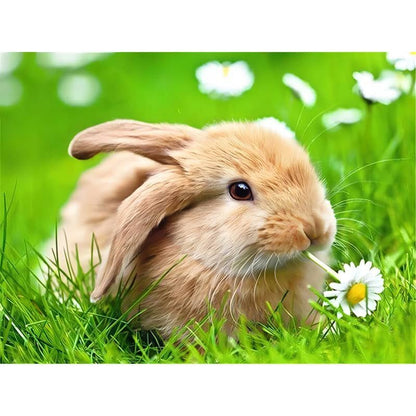 Peinture au numéro lapin