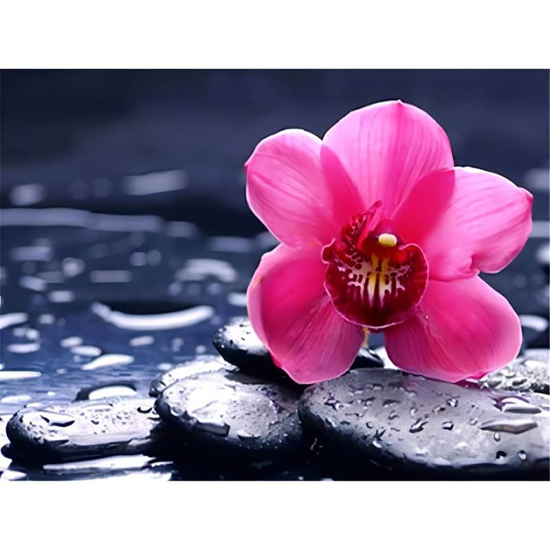 Flower Paint by Numbers