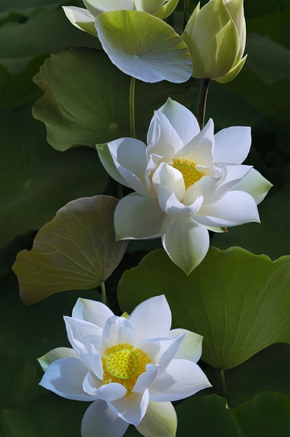 Lily Paint by Numbers