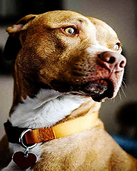 Yellow Dog Paint by Numbers