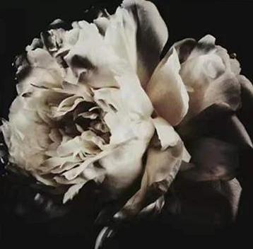 Petal Paint by Numbers