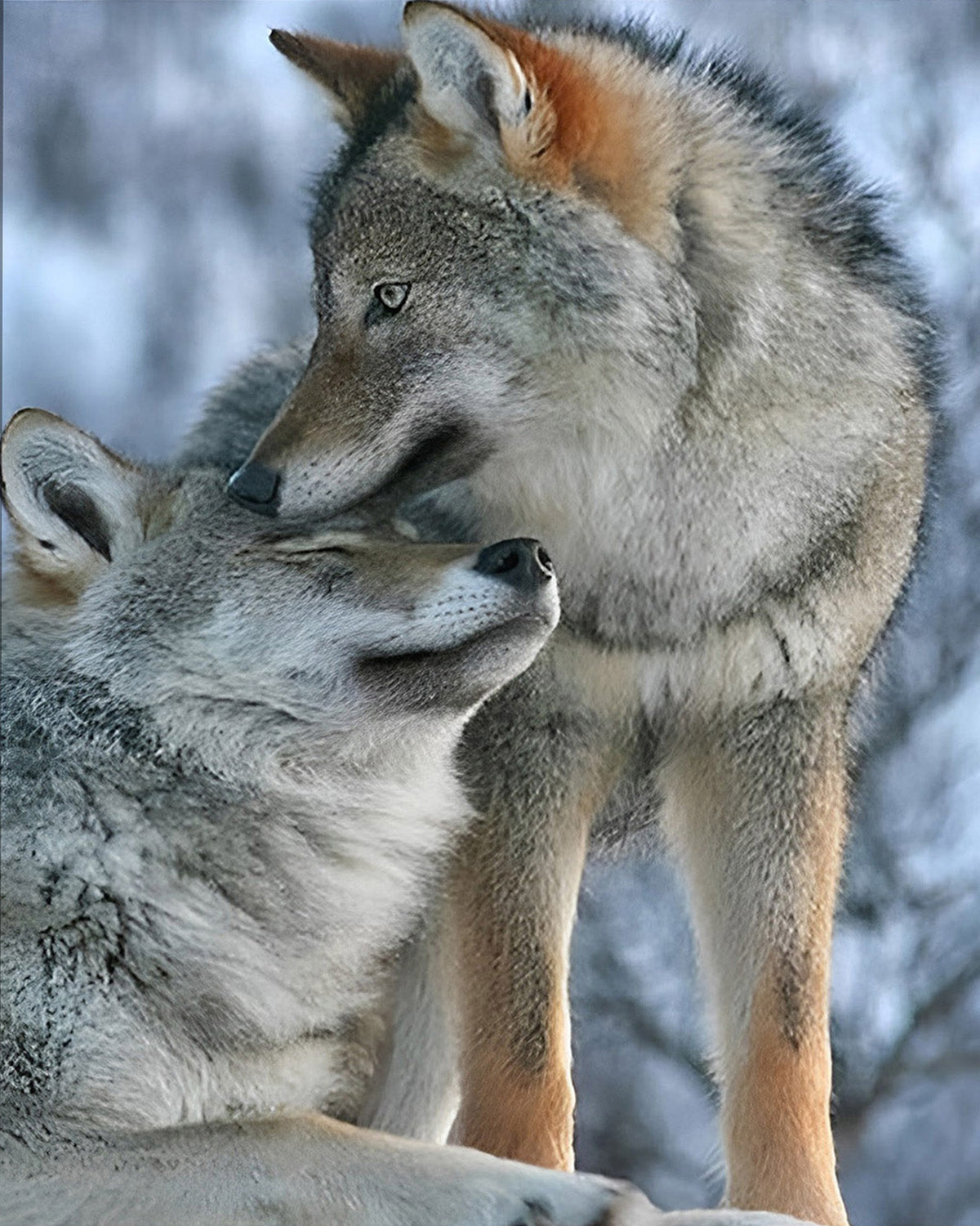 Wolf Paint by Numbers