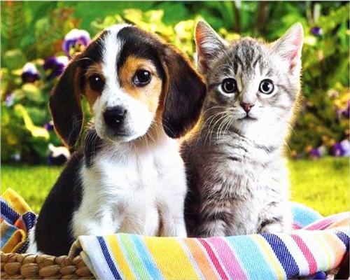 Katzen- und Hundefamilie Malen nach Zahlen