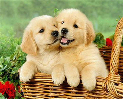 Two Puppies in the Sea Paint by Numbers