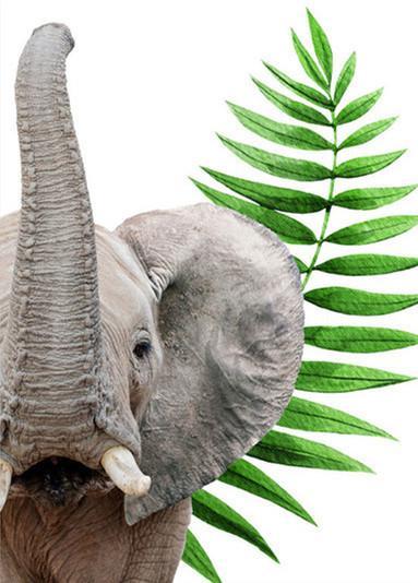 Elephants Paint by Numbers