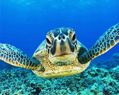 Paint by Numbers Turtles