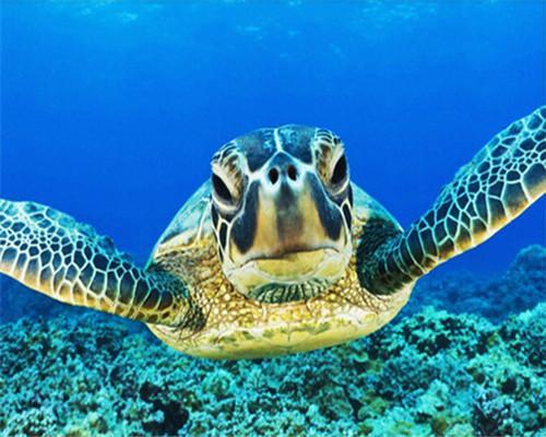 Paint by Numbers Turtles