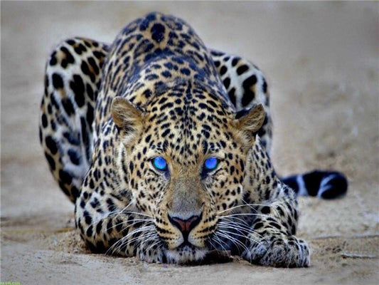 Cheetah Paint by Numbers