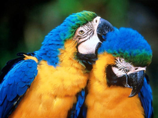 Two Little Birds Paint by Numbers