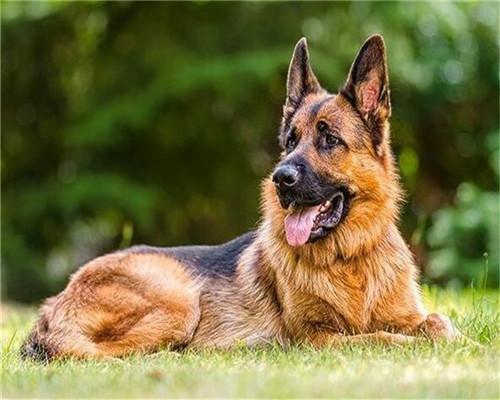 Loup-chien   Peinture par numéros