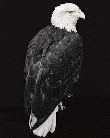 Aigle Peindre par numéros