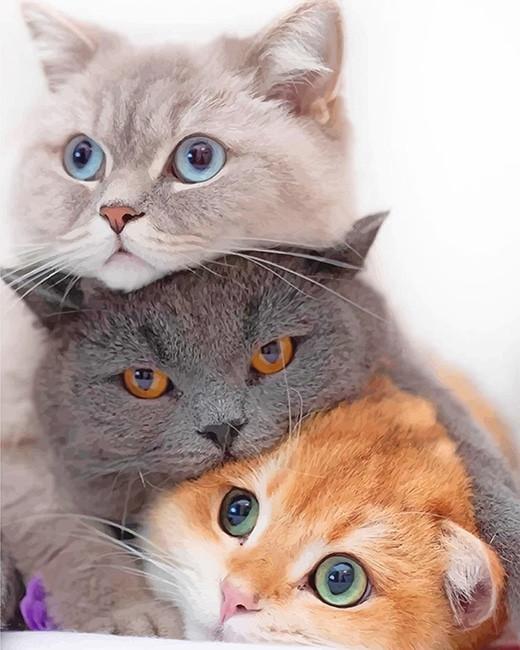 Trois chatons – Peinture par numéros