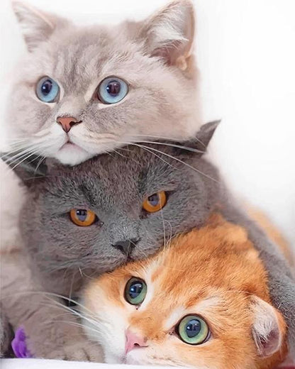 Trois chatons – Peinture par numéros
