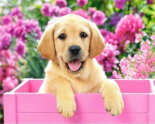 Chiots jaunes  Peinture par numéros