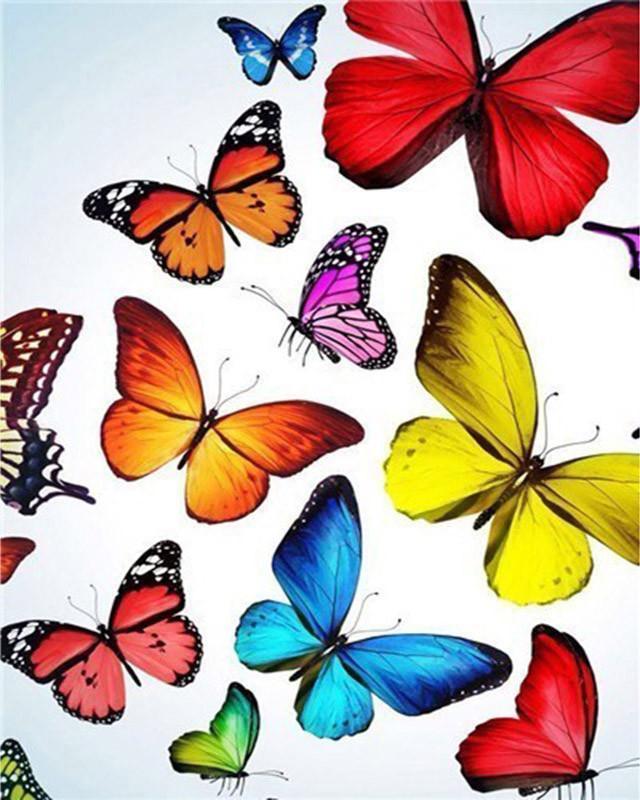 Butterfly   Paint by Numbers