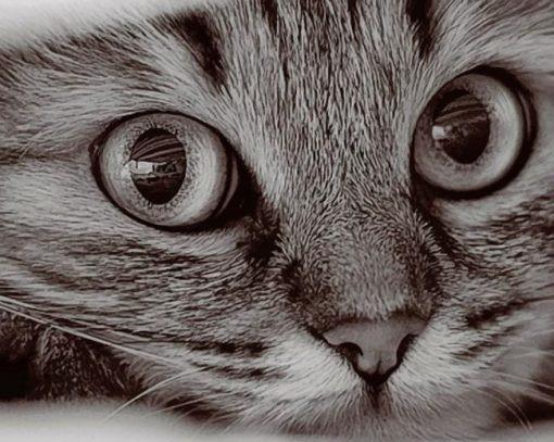 Cat Face Paint by Numbers