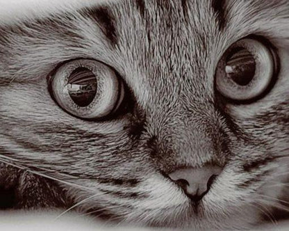 Cat Face Paint by Numbers