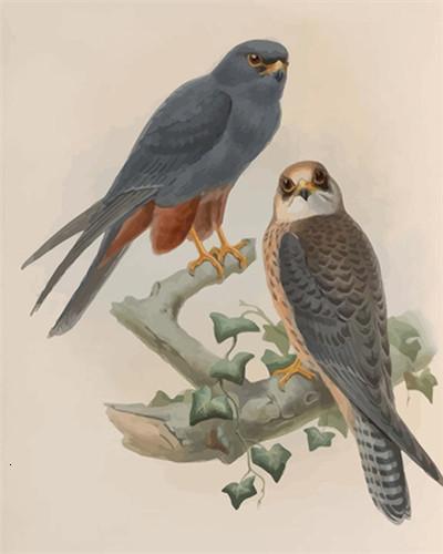 Birdie : Peinture par numéros