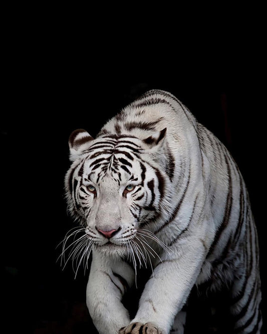 White Tiger Paint by Numbers