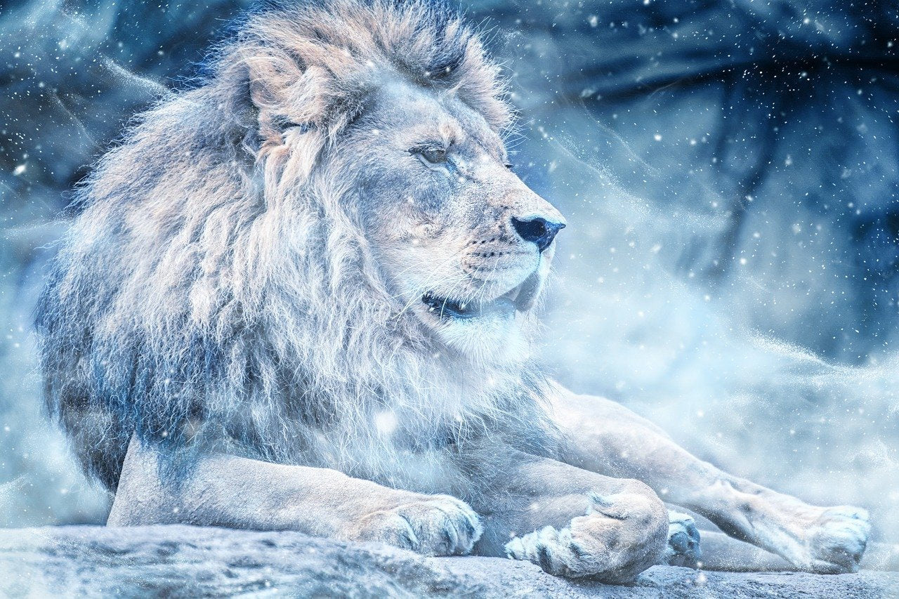 Lion blanc comme neige  Peinture par numéros