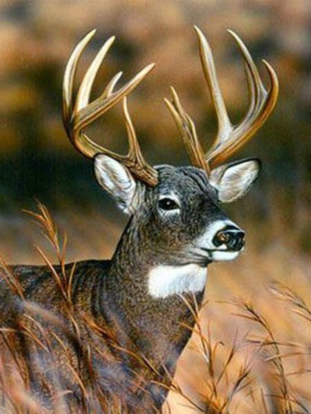 Sika Deer Paint by Numbers