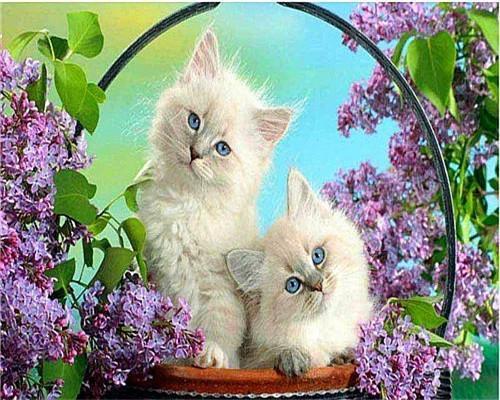 Chat  Peinture par Numéro