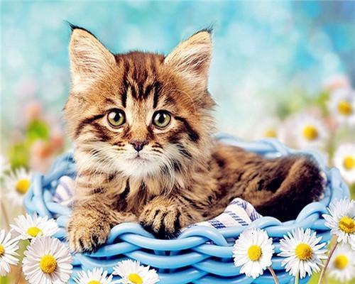 Chat Peinture par numéros