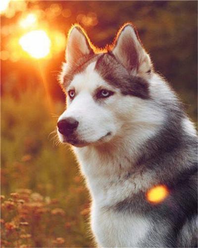 Peinture numérotée Loup-chien