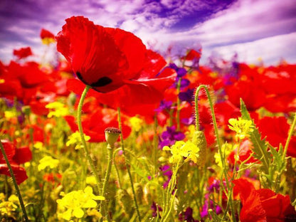 Sea of Flowers Paint by Numbers