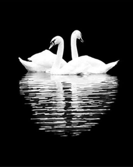 Deux cygnes blancs  Peinture par numéros