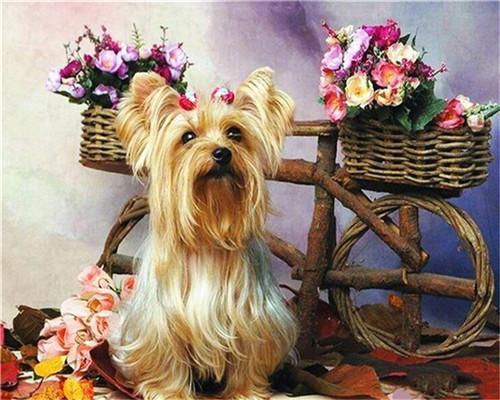 Chiot — Peinture par numéros