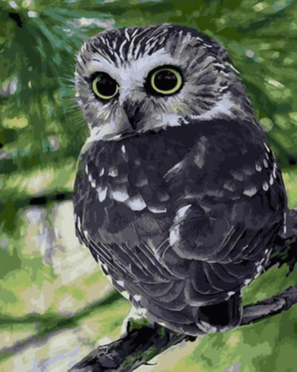 Hibou Peindre par numéros