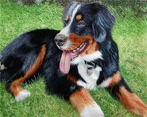 Chien-loup  Peinture par numéros